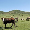 SÜTAŞ yatırımı Doğu'da hayvancılığı canlandıracak