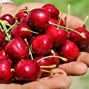 Napolyon kirazın kilosu 12 lira