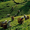 Yaş çay bedeli ödemeleri başladı