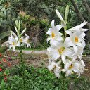 Kilosu 120 lira yağı 5 bin avro