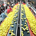 Yaş meyve sebzede Rusya dopingi