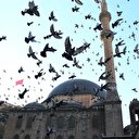 Camilerin cemaati: Güvercinler