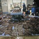 85 tane poşet yutan balina öldü