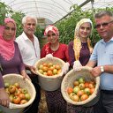 Domates 3 lirayı geçecek