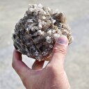 Fiyatı 200 dolardan 400 bin dolara kadar çıkıyor