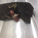 Yavru köpeğin patilerinin kesilmesine ilişkin 1 gözaltı