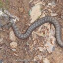 Türkiye'de görüldü: Dünya bu yılanın peşinde