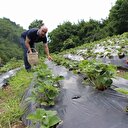 İş bulamayınca çilek işine girdi