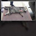 Sakarya'dan sonra şimdi de Bursa: Kedinin ayaklarını kestiler