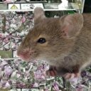 ATM'ye giren fareler 9 milyon lirayı yedi