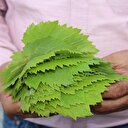 Yaprağı meyvesinden 10 kat değerli