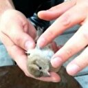 Polis memurundan kuşa kalp masajı