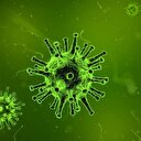 Ölümcül Nipah virüsü meyvelerde yaşayamıyor