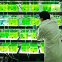 Benzinin yerini mi alıyor?