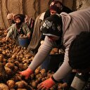 Patates ve soğana müdahale geliyor