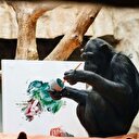 Şempanze ressamın eserleri açık arttırmaya çıkacak