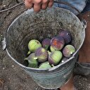 Kilosu 10 liradan satışa çıktı