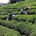 ÇAYKUR'dan "acele etmeyin" uyarısı