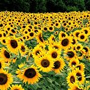 Ayçiçeğinde gümrük vergileri arttırıldı