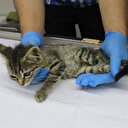 Yalova'da birer ayakları kesilmiş kedi yavruları bulundu