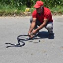 Zehirli yılanları çıplak eliyle yakalıyor