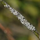 İlaçlarının yerini faydalı böcekler alacak