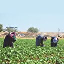 1 milyon çiftçiye
teşvik yolu