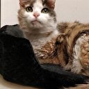 Kayıp kedi 17 yıl sonra eve döndü