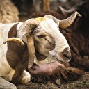 Kurban kesimine
Diyanet denetimi