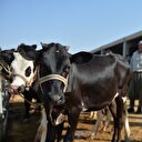 Vekalet yoluyla kurban kesim bedelleri açıklandı