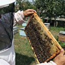 Çam balı hastalıkların tedavisini destekliyor