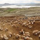 Kurban fiyatları açıklandı