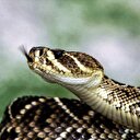 Yılan ısırdığında ne yapmalıyız?