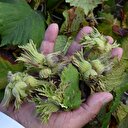 Fındıkta fiyatları yükseltecek rekolte düşüşü bekleniyor