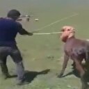 İzleyenlerin içini acıtan görüntüler: Eşeğe yapılan işkence kamerada