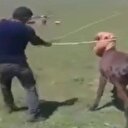 Eşeğe işkence eden cani yakalandı