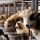 Büyükbaş ve küçükbaş kurban fiyatları belli oldu