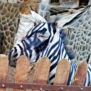 Eşeği zebra gibi görünmesi için boyadılar