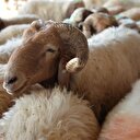 Kurban Bayramı ne zaman başlıyor?