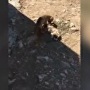 CHP'li Menemen Belediyesi için skandal iddia!