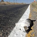 Yol çizgi çalışması yapan ekipler ölü kediyi de çizdi