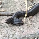 Samsun'da çift başlı yılan bulundu