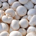 مركبات طبيعية في "المشروم" تكافح السرطان