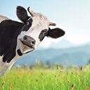 Kurbanlık
sayısı yeterli