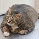 Obez kedi diyete başladı