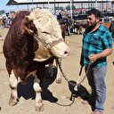 Bir buçuk tonluk boğa bir saat içinde satıldı