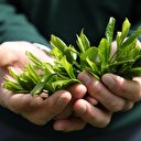 Çay bedelleri bayramı öncesi ödenecek