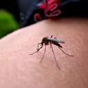 Sağlık Bakanlığından 'zika virüsü' açıklaması