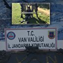 PKK'lı terörist ağaçta yakalandı