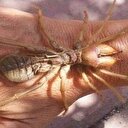 Dr. Selim Kurtoğlu: Türkiye’de et yiyen örümcek yok